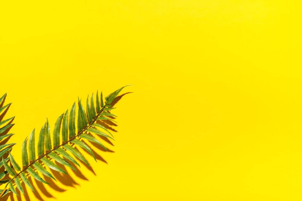 ilustrasi warna kuning cerah