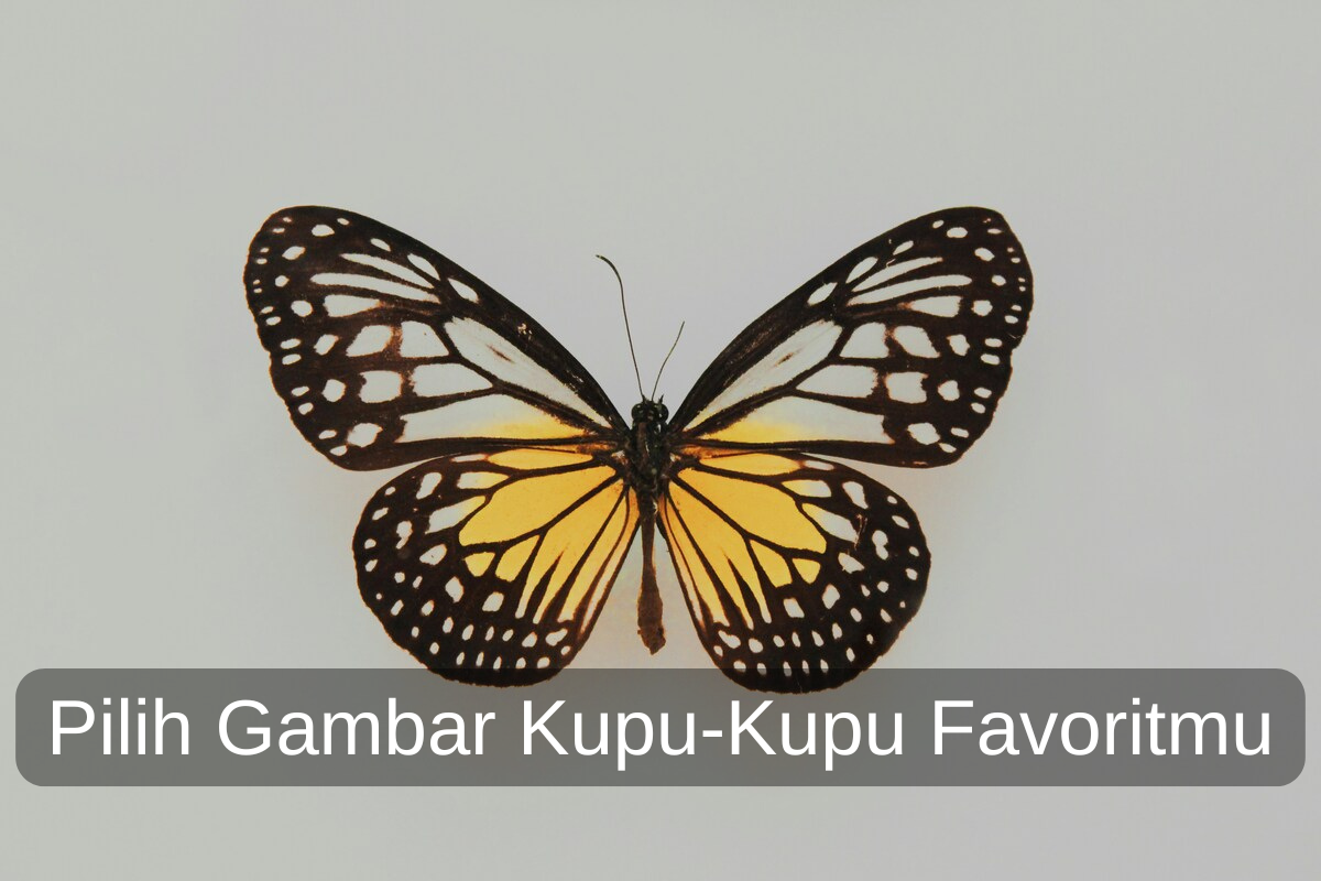 ilustrasi kupu-kupu