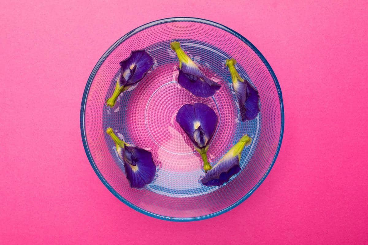 ilustrasi bunga telang