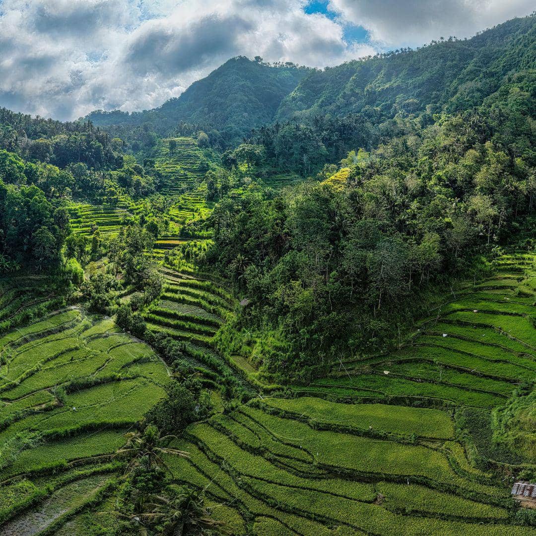 Potret sawah di Ubud, Bali