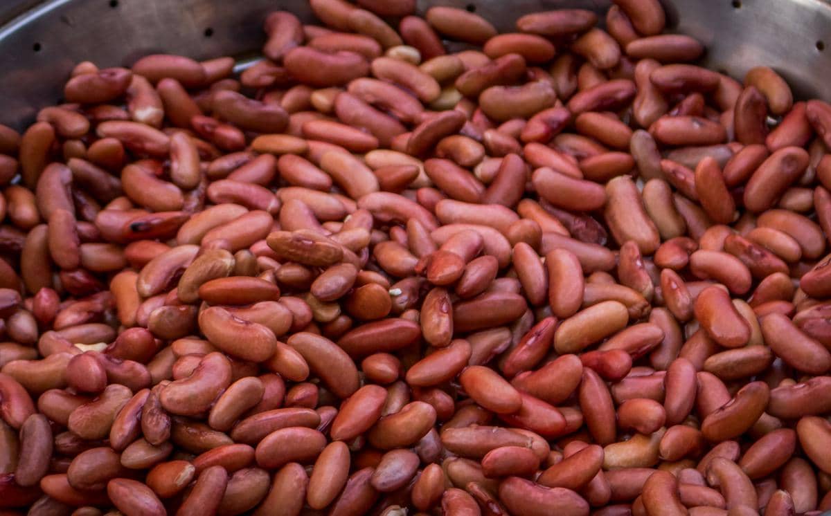 ilustrasi kacang merah