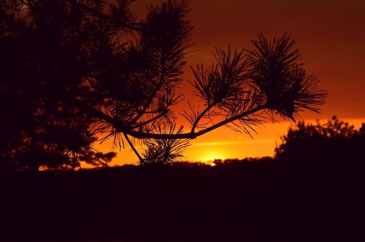 ilustrasi sunset