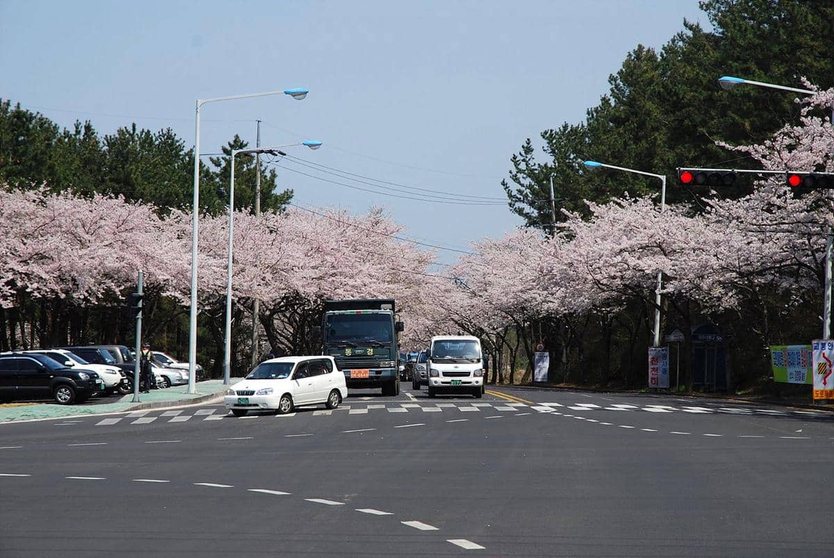 ilustrasi musim bunga sakura di Jeju