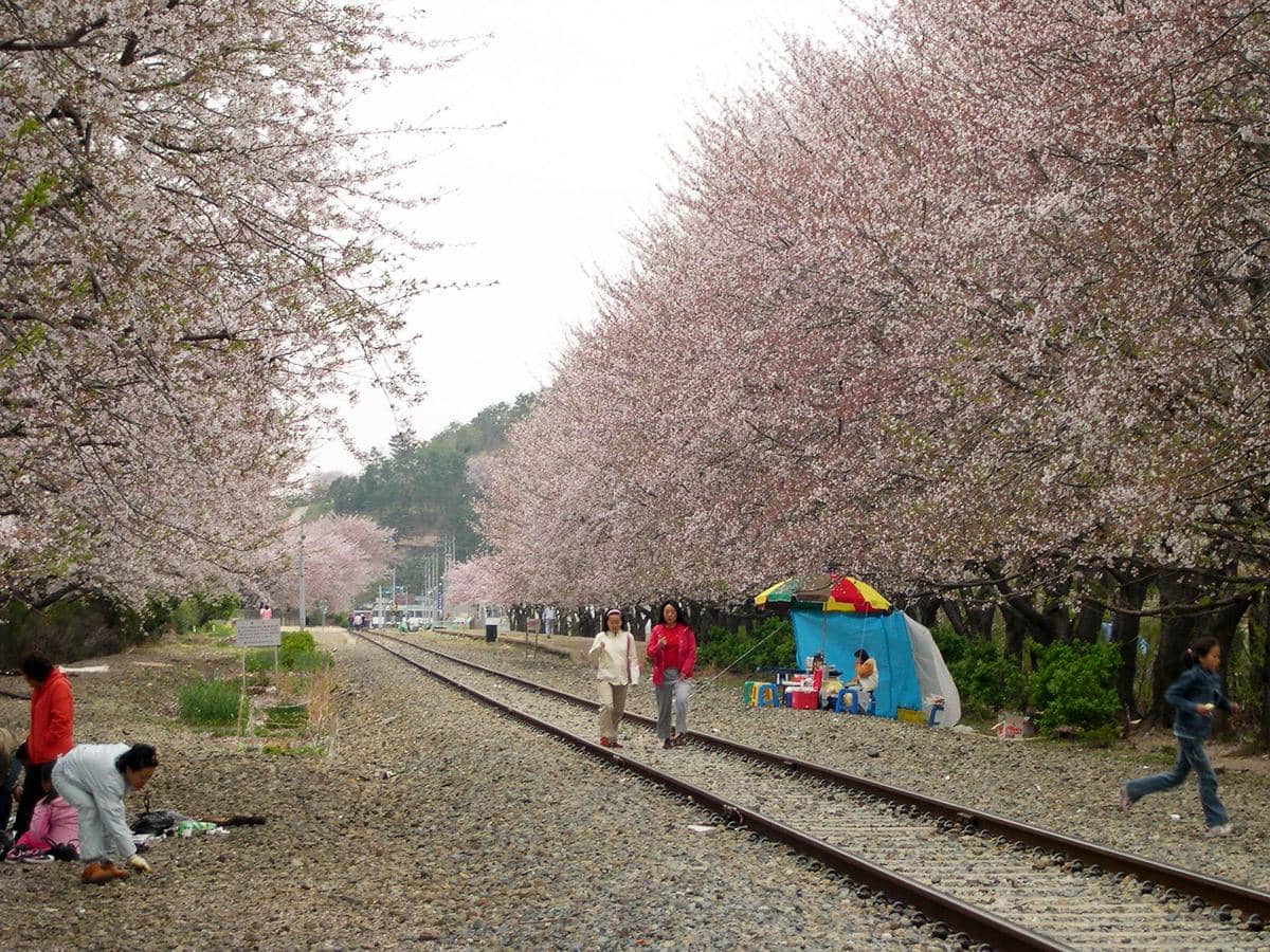 ilustrasi musim bunga sakura di Jinhae