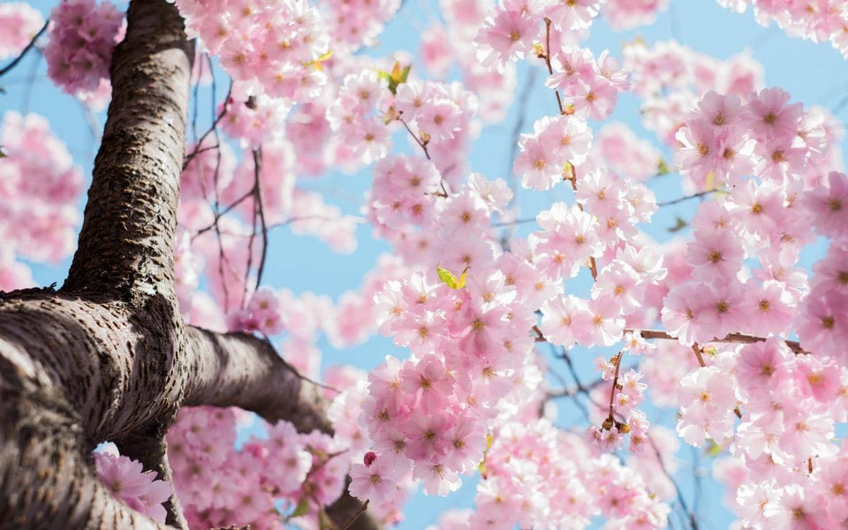 Ilustrasi bunga sakura.