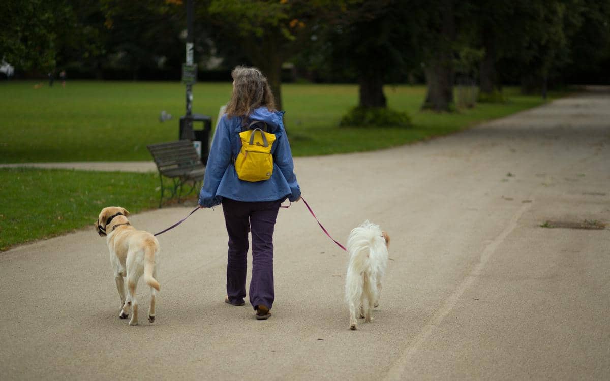 Seseorang mengenakan jaket biru dan ransel kuning berjalan di taman sambil menuntun dua anjing di jalan setapak.