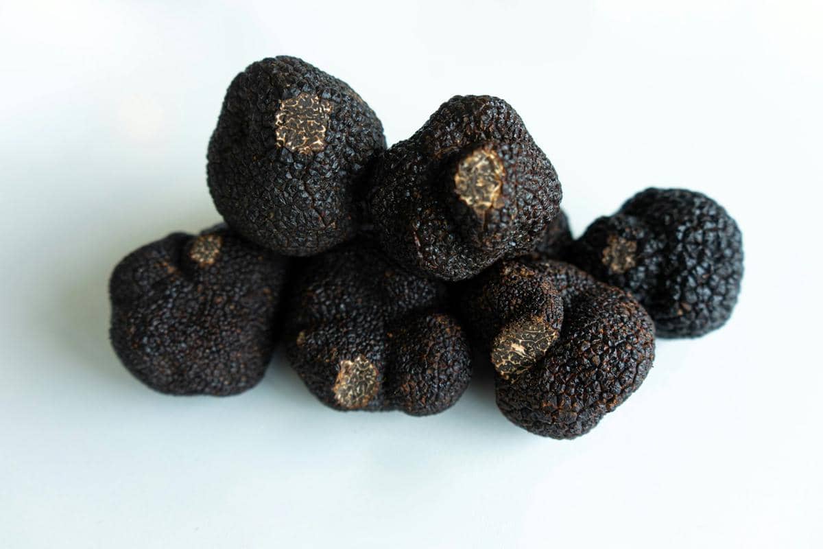 ilustrasi truffle 
