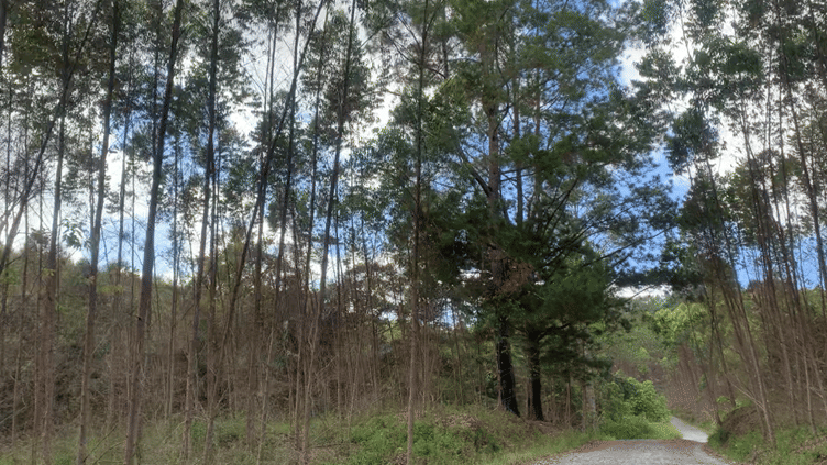 Krisis Tata Kelola Hutan: Konflik Agraria dan Komodifikasi Alam