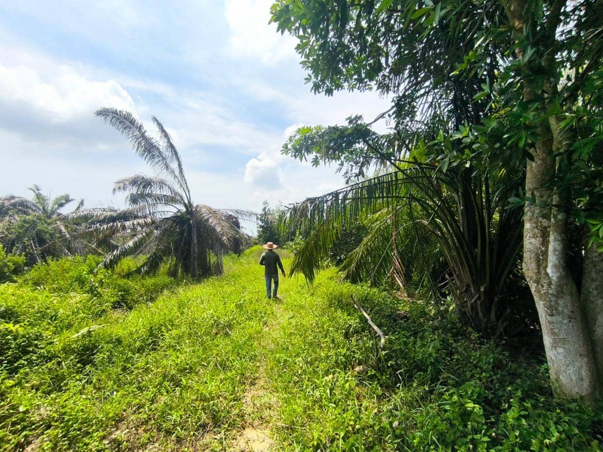 Potret Perhutanan Sosial di Sumut : Hutan Lestari Rakyat Sejahtera?