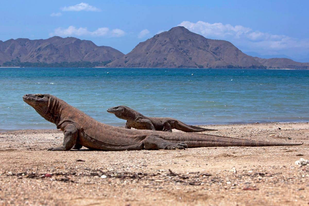 ilustrasi Pulau Komodo