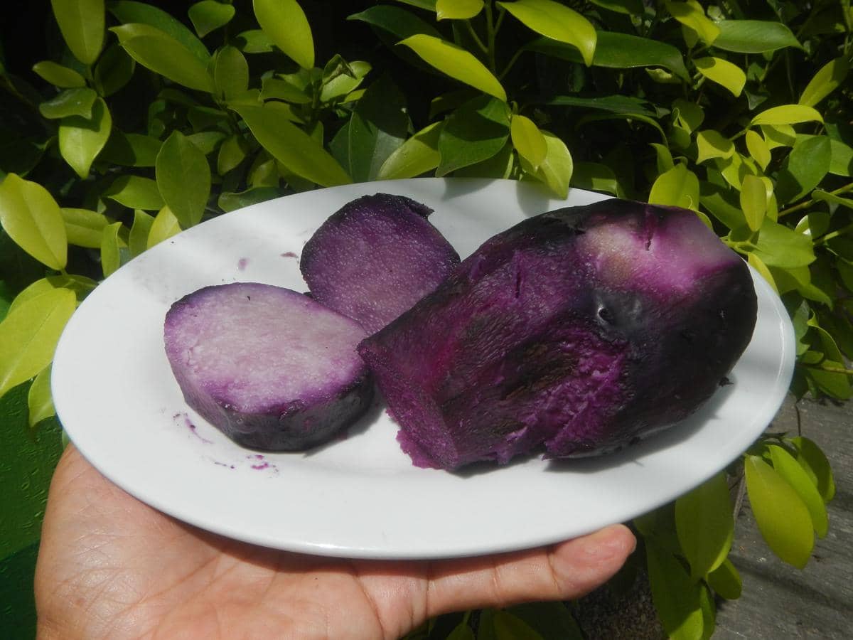 Ube yang telah dikukus