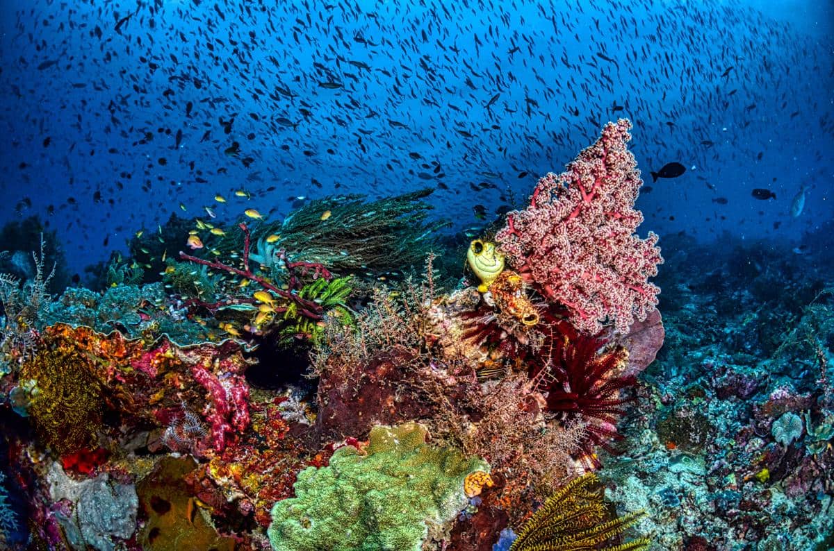 ilustrasi laut Indonesia