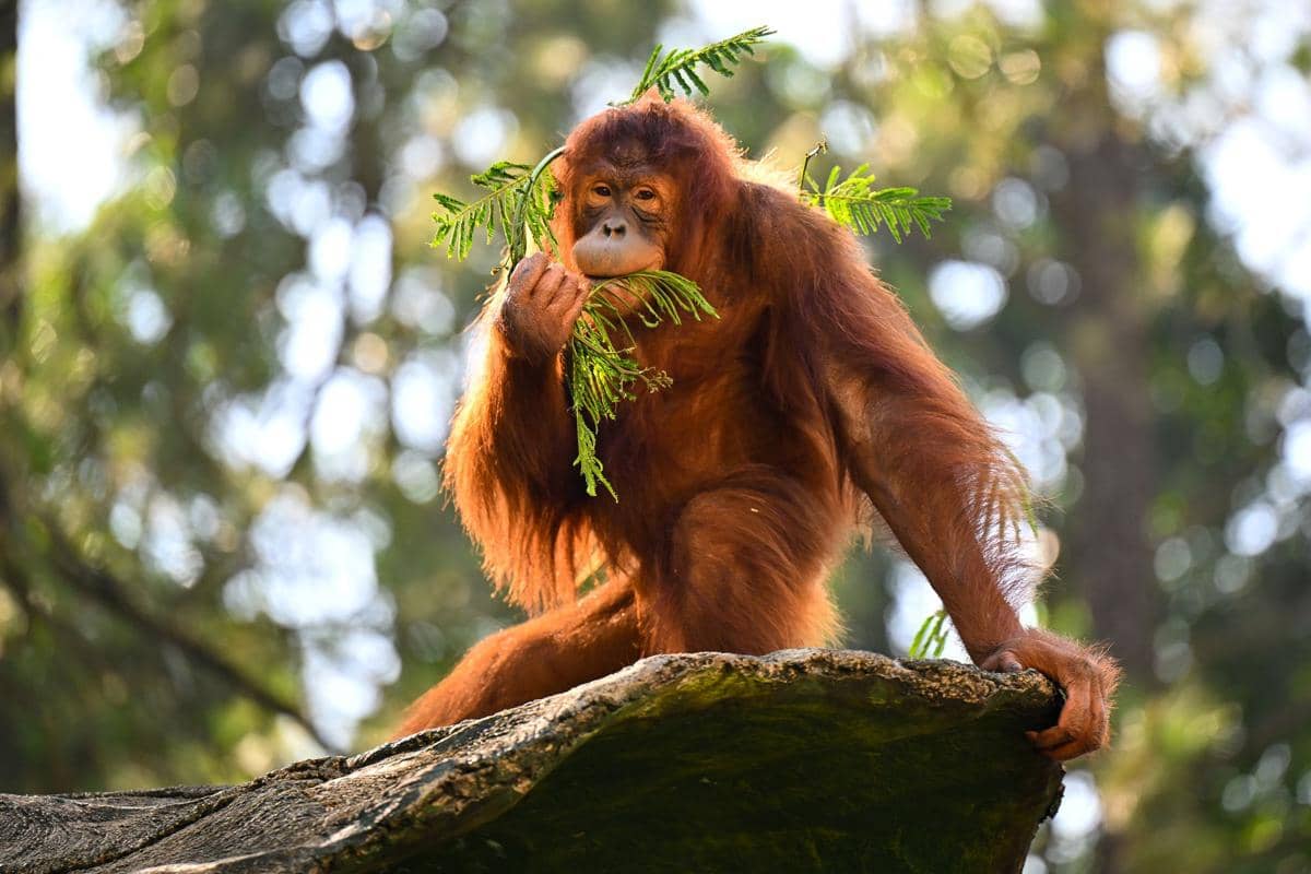 ilustrasi orang utan