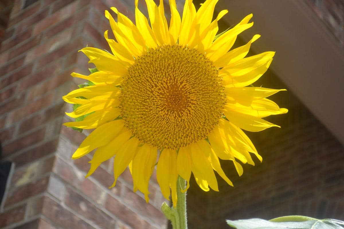 Ilustrasi bunga matahari helianthus annuus