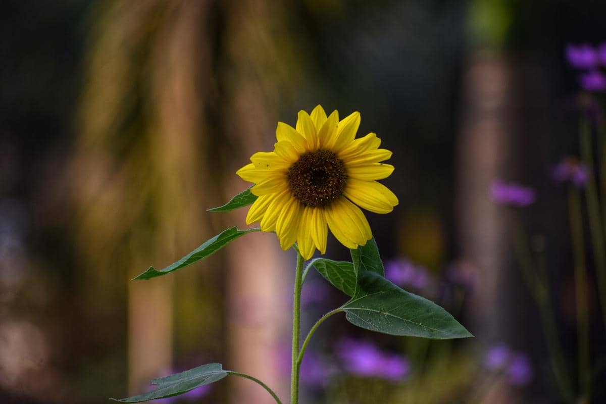 Ilustrasi setangkai bunga matahari helianthus annuus