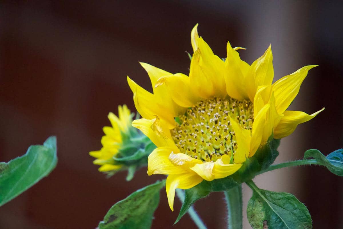 Ilustrasi bunga matahari mekar helianthus annuus