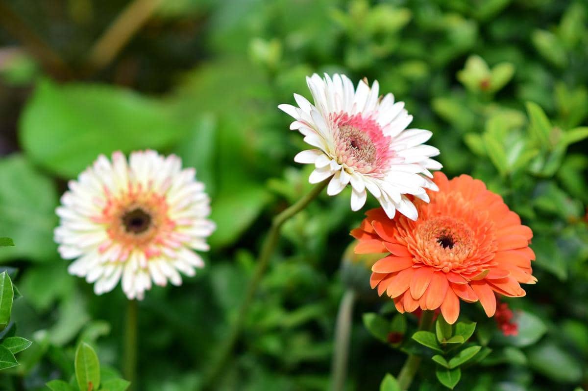 ilustrasi tanaman bunga gerbera