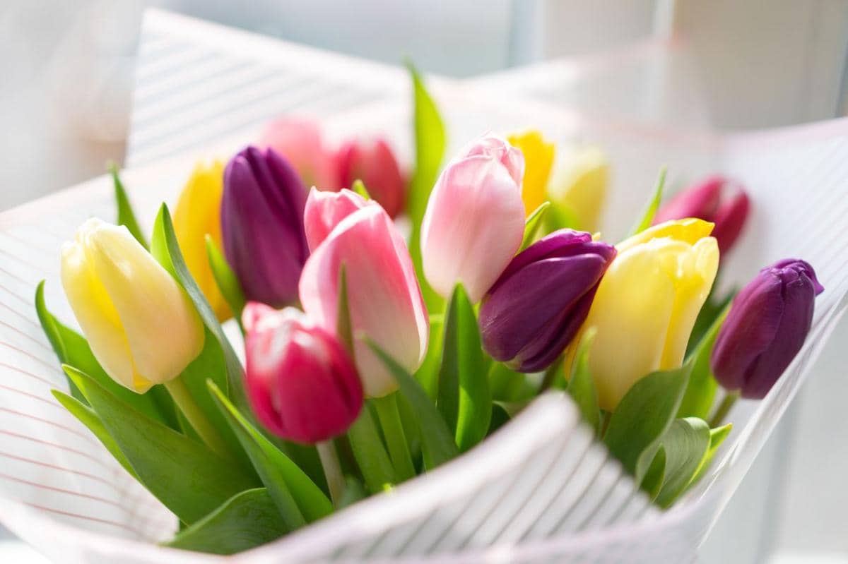 Bunga tulip warna kuning, pink, dan ungu, dalam balutan kertas buket berwarna putih.