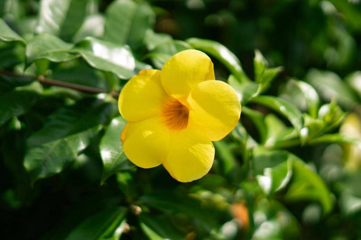 ilustrasi bunga allamanda