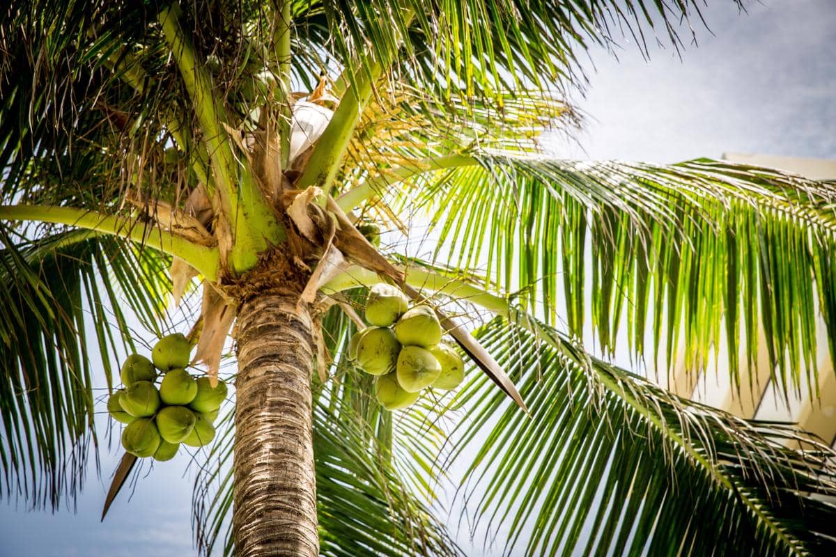 Pohon Kelapa